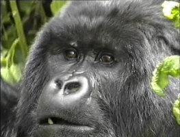 Gorilles Rwanda 1990