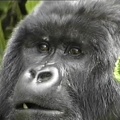 GorillesRwanda1990.mp4