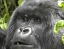 GorillesRwanda1990
