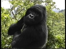 Gorille dominant