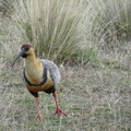 20120204-12h13m35-CHi
