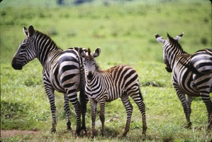 1989_07_Rwanda_Zebres