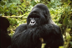 1989_Rwanda_gorille