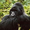1989_Rwanda_gorille