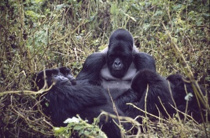 1989_Rwanda_gorille2