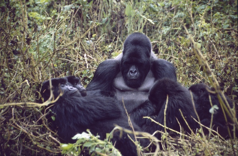 1989_Rwanda_gorille2.jpg