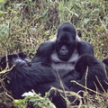 1989_Rwanda_gorille2.jpg
