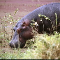 1989_Rwanda_hippo.jpg
