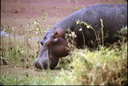 1989_Rwanda_hippo