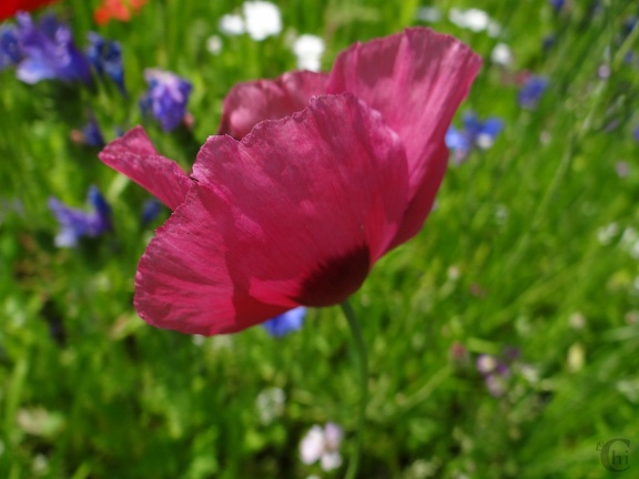DSC06921