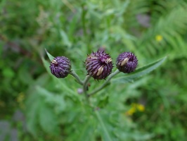 20120803-12h13m28-Chi